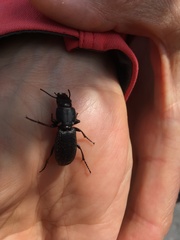 Mecodema crenaticolle