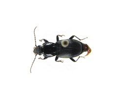 Pterostichus stygicus