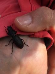 Mecodema crenaticolle