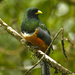Trogón Pecho Naranja - Photo (c) David Cook Wildlife Photography, algunos derechos reservados (CC BY-NC)