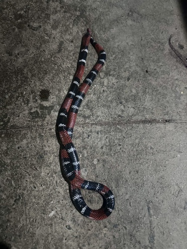 Argentinean Coralsnake