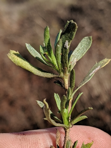 Isocoma menziesii var. menziesii
