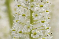 Veratrum stamineum