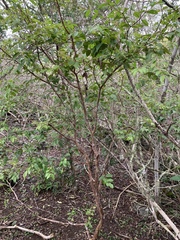 Psidium galapageium