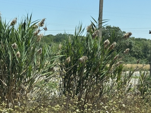 common reed