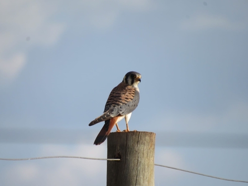 American Kestrel