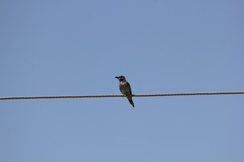 European Roller