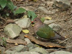 Chalcophaps longirostris