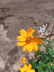 Anartia jatrophae