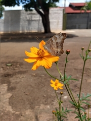 Anartia jatrophae