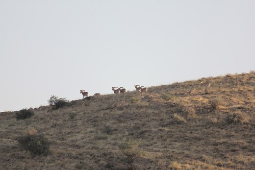 Anatolian Mouflon
