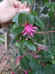 Loropetalum
