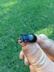 Carabus finitimus
