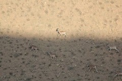 Ovis gmelini gmelini