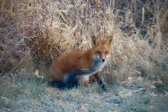 Vulpes vulpes