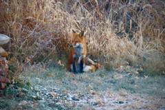 Vulpes vulpes