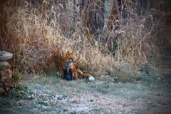 Vulpes vulpes