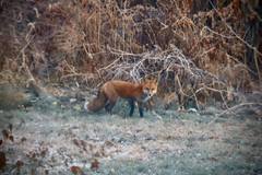 Vulpes vulpes