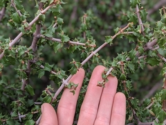 Ceanothus jepsonii albiflorus