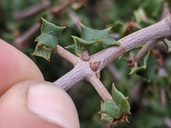 Ceanothus jepsonii albiflorus