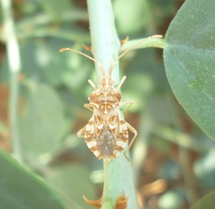 Centrocoris spiniger