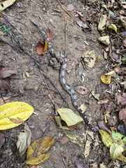 Boa constrictor constrictor