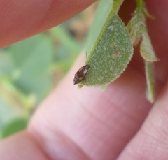 Phyllotreta latevittata