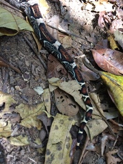 Boa constrictor constrictor