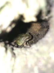 Hyla japonica