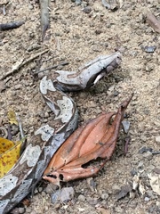 Boa constrictor constrictor