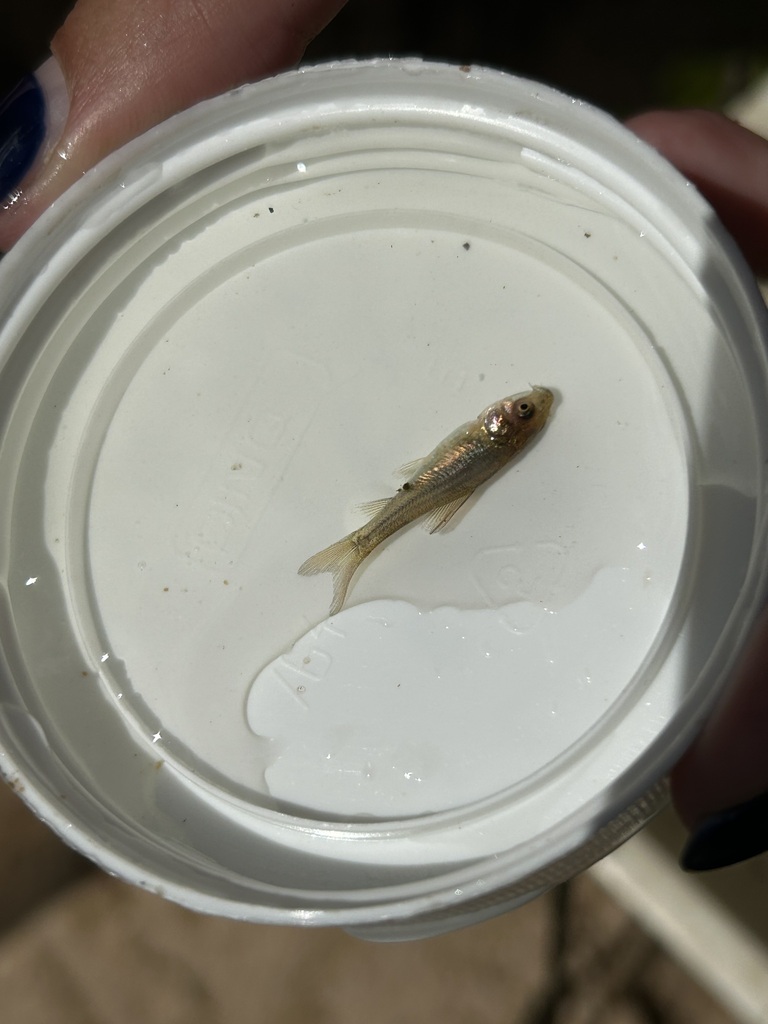 Onestripe barb (Enteromius unitaeniatus) — Cyprinidae