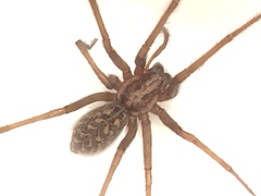 Eratigena