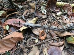 Boa constrictor constrictor