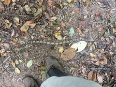 Boa constrictor constrictor