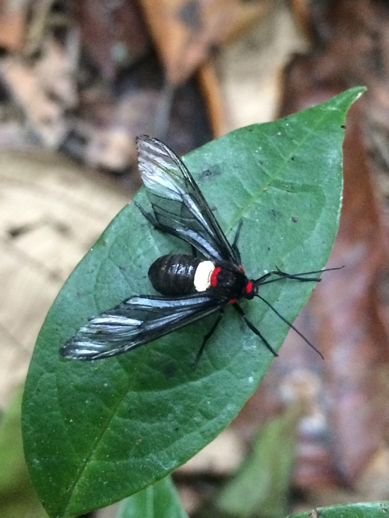 Pseudohyaleucerea picta