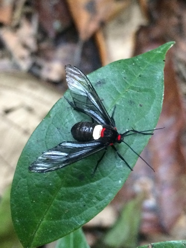 Pseudohyaleucerea picta