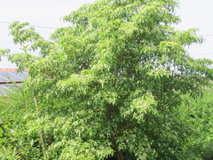 Tabernaemontana catharinensis