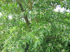 Tabernaemontana catharinensis