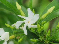 Tabernaemontana catharinensis