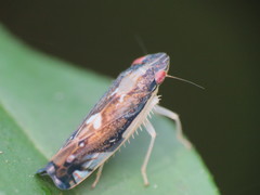 Diedrocephala