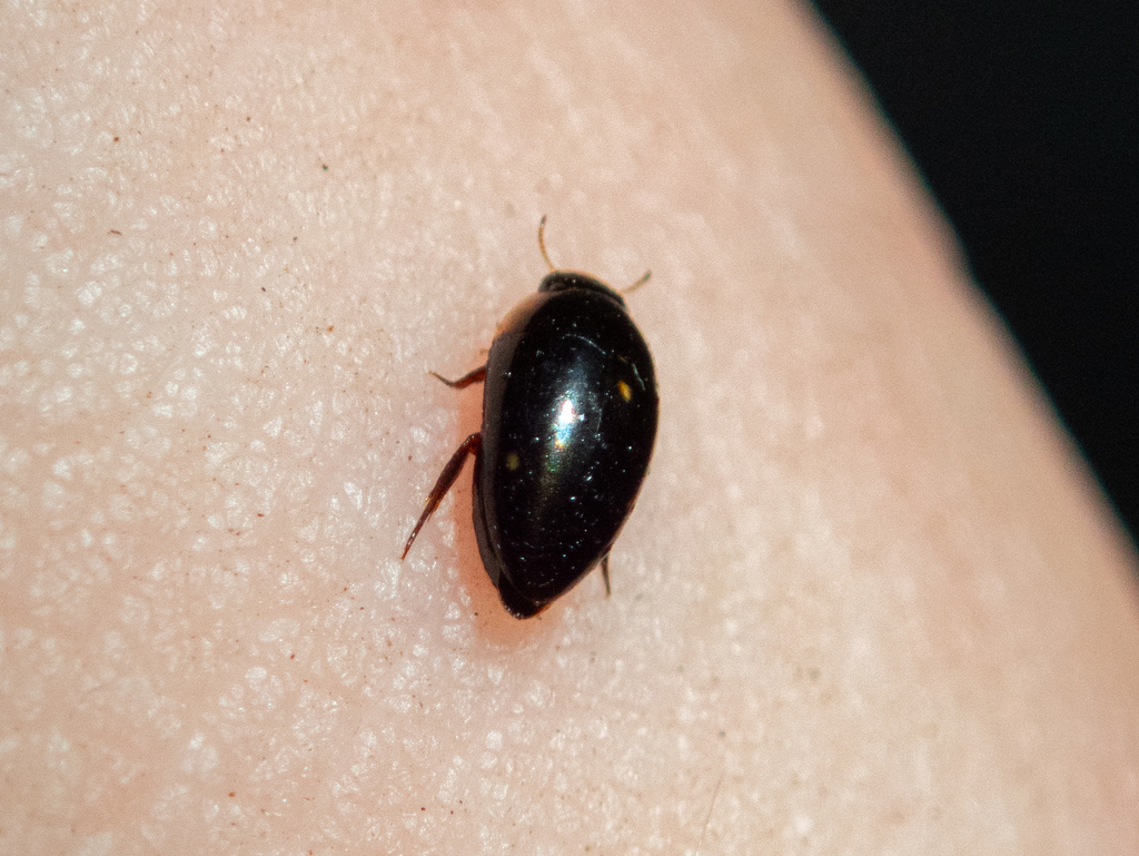 Canthydrus diophthalmus