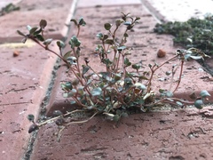 Euphorbia prostrata