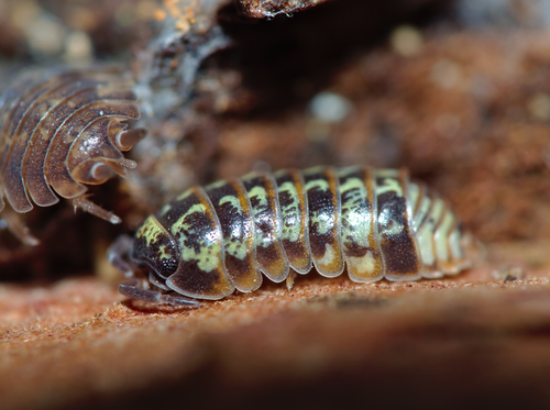 Beautiful Pill Woodlouse, photo 6 of 10