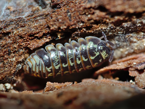 Beautiful Pill Woodlouse, photo 5 of 10