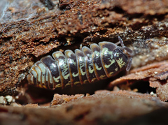 Armadillidium pulchellum