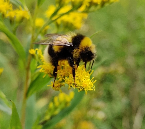 Foto von Große Erdhummel