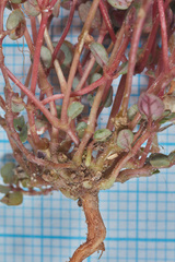 Euphorbia prostrata