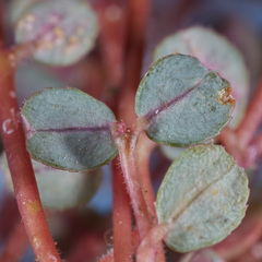 Euphorbia prostrata