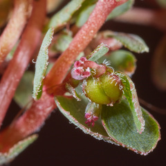 Euphorbia prostrata