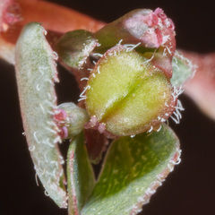Euphorbia prostrata
